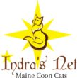 Indra’s Net Maine Coon Cats